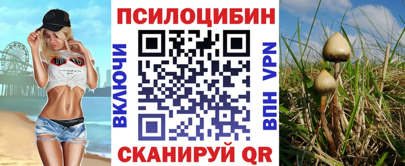 Псилоцибиновые грибы Cubensis  Купить где  Нестеров 
